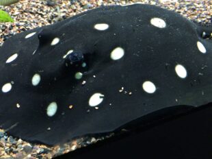 Import export freshwater stingray in Thailand
