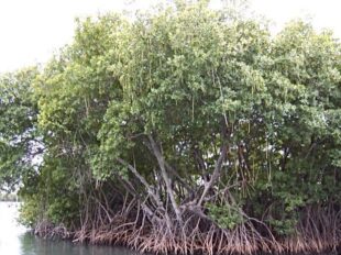 Mangrove trees - Brackish water