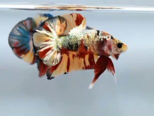 New Betta strains Metallic