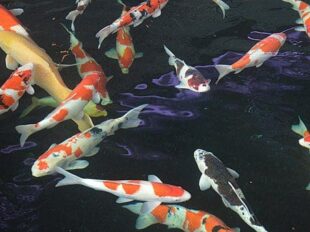 koi carp-feeding carp-snack for koi