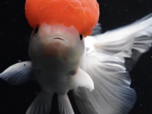 {{brizy_dc_image_alt entityId=