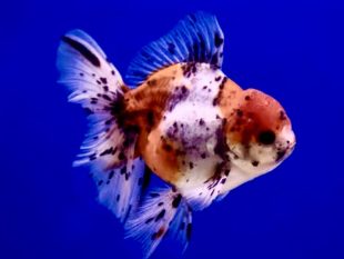 {{brizy_dc_image_alt entityId=