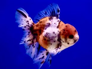 Goldfish, Oranda Calico,Oranda Short Body