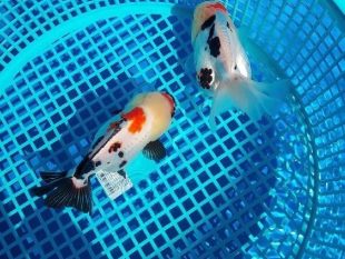 {{brizy_dc_image_alt entityId=