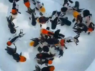 {{brizy_dc_image_alt entityId=