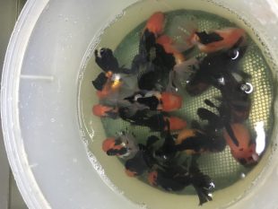 {{brizy_dc_image_alt entityId=