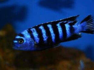 Tropical fish exporter