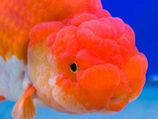 Ranchu High Grade from Thailand