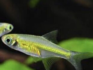 Microdevario kubotai