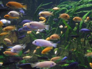 african cichlids for sale