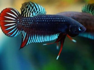 Betta Siamorientalis