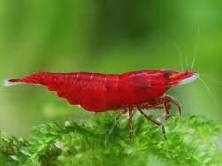 Neocaridina davidi, Bloody Mary sShrips