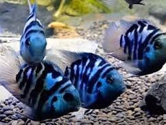 {{brizy_dc_image_alt entityId=