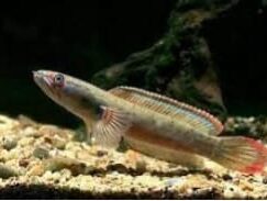 {{brizy_dc_image_alt entityId=