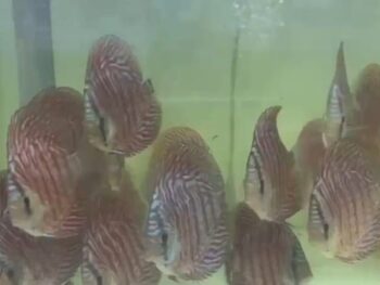 discus picture from malaysia