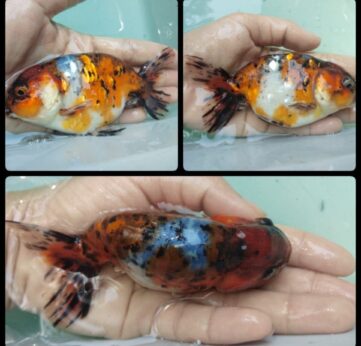 {{brizy_dc_image_alt imageSrc=