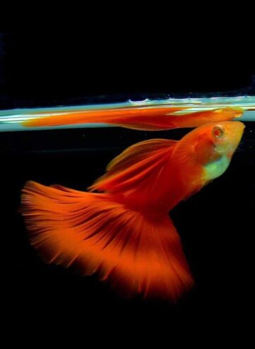 {{brizy_dc_image_alt imageSrc=