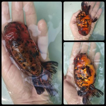 {{brizy_dc_image_alt imageSrc=