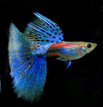 {{brizy_dc_image_alt imageSrc=