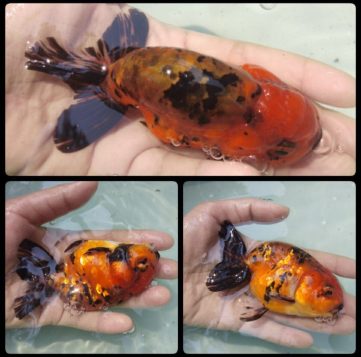 {{brizy_dc_image_alt imageSrc=