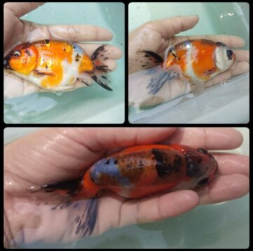 {{brizy_dc_image_alt imageSrc=