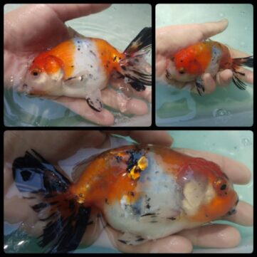 {{brizy_dc_image_alt imageSrc=