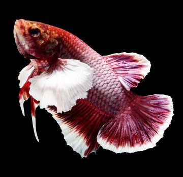 maipenrai-betta-12