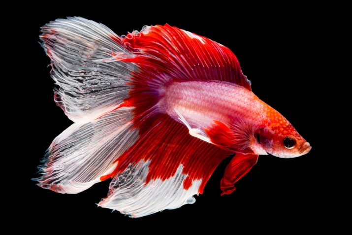 maipenrai-betta-13