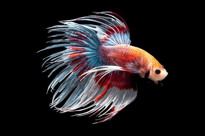 maipenrai-betta-16