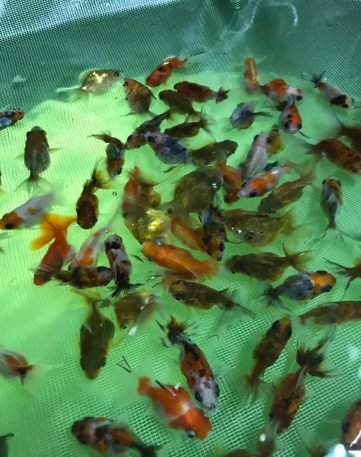 {{brizy_dc_image_alt imageSrc=