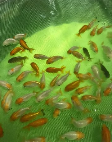 {{brizy_dc_image_alt imageSrc=