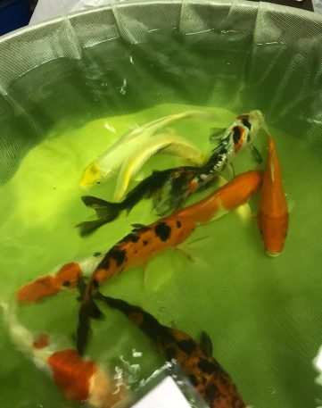 {{brizy_dc_image_alt imageSrc=