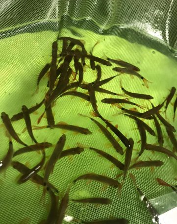 {{brizy_dc_image_alt imageSrc=