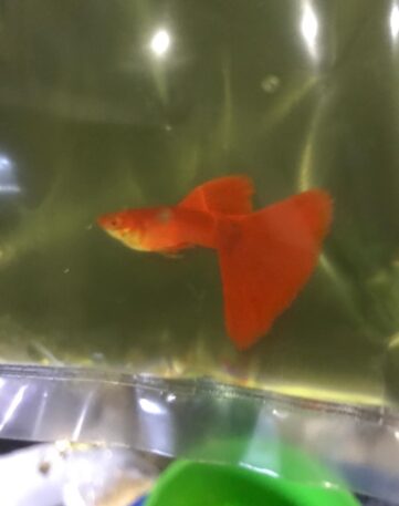 {{brizy_dc_image_alt imageSrc=