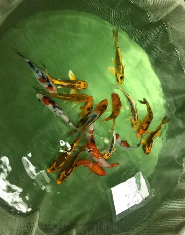 {{brizy_dc_image_alt imageSrc=