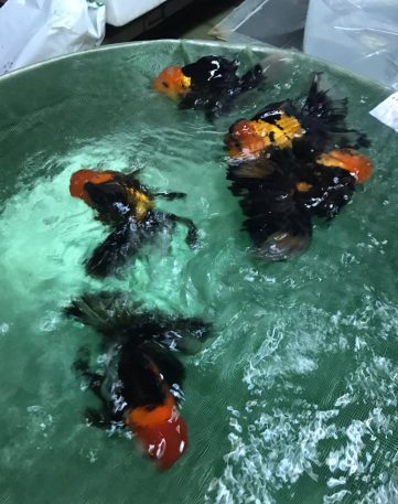 {{brizy_dc_image_alt imageSrc=