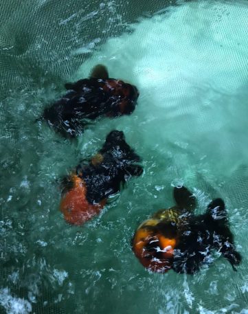 {{brizy_dc_image_alt imageSrc=