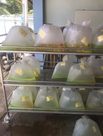 {{brizy_dc_image_alt imageSrc=