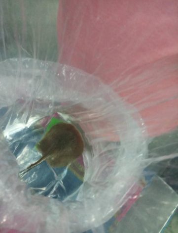 {{brizy_dc_image_alt imageSrc=