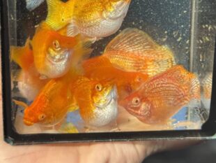 mollybaloontailyamabuki