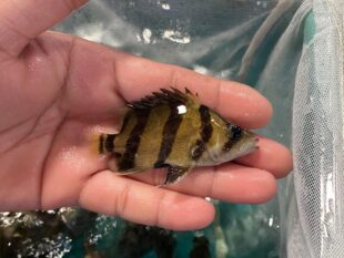 {{brizy_dc_image_alt entityId=