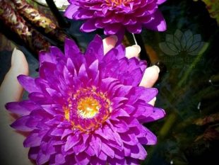 {{brizy_dc_image_alt entityId=