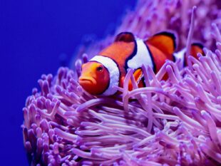 orange and white clown fish